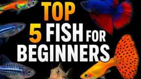 Top 5 BEGINNER Fish You Should Start (Easy & Low-Maintenance)