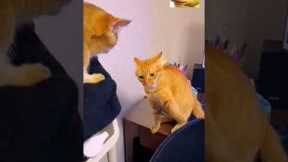 Cat tricks! Funny videos with cats and kittens, #cats, #cats, #kitten, #Funny cats, #jokes