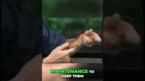 Discover the Secrets of Feeding Pet Snakes