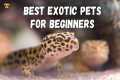 Best Exotic Pets for Beginners | Best 