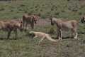 lionesses attack monitor lizard kill
