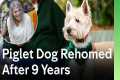 Piglet Dog Transforms Woman's Life |