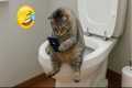 Best Funny cat Videos 🤣😹🤪