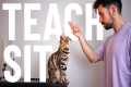 How to Teach Your Cat to SIT - for