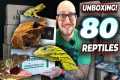 Unboxing 80 Pet Reptiles