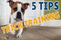 5 Tips for Dog Trick Training with