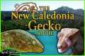 The New Caledonia Gecko Movie
