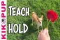 Teach your dog to hold an object -