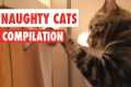 Naughty Cats Video Compilation 2016