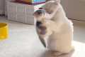 Cats Being Silly