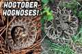 We Found BOTH Hognose Snakes!