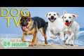 DOG TV: Best Videos Entertain for