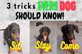 3 easy tricks EVERY PUPPY SHOULD KNOW,