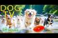 DOG TV: Videos Entertain Help