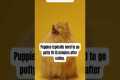 Potty training Tips  #puppy