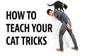 HOW to Teach your Cat Tricks