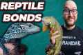 Top 5 Reptiles That Bond With Humans