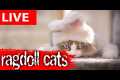 😂 Funny Cats Live | Ragdoll Cat Cam