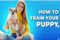 How to train your puppy | Dogs tips