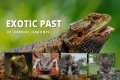 I Kept Exotic Pets in Singapore
