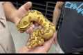Most Insane Ball Python Collection -