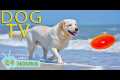 DOG TV: Videos Anti-Stress &
