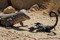 Monitor Lizard vs Scorpion | Survival 