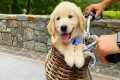 Funniest Golden Puppies in the World