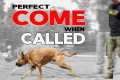 Train Your Dog to COME when CALLED