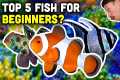 Top 5 Beginner Saltwater Fish from