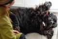 The Funniest Newfoundland Dog Groom