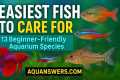 13 Easiest Aquarium Fish for