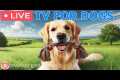 🔴24 Hours of Dog TV🎵🐶Relaxing Dog