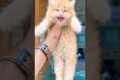 Kitten meowing to attract cats 😻 /