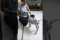 Dalmatian puppy training | learning 