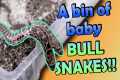 Our Zoo's Bullsnake Babies Hatched!
