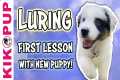 Training a puppy to follow a lure -