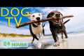 DOG TV: Best Videos to No Boredom for 