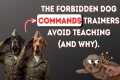 The Dog Training Tricks No One Tells