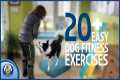 20 Exercises That Help Your Dog Live