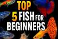 Top 5 BEGINNER Fish You Should Start