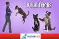 8 Fun Tricks You Can Teach Your Dog