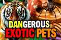 The Dangerous Exotic Pet