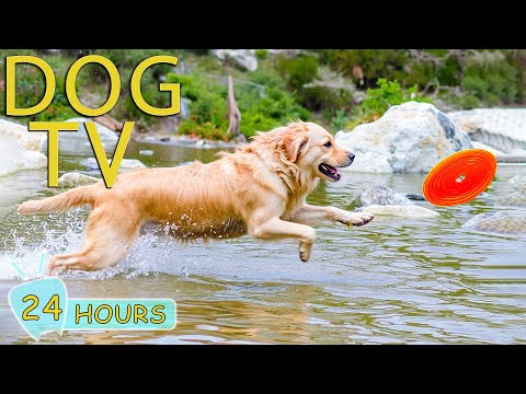 DOG TV: Videos Entertain for Dogs to Watch Help Anti-Anxiety When Home Alone - Best Music for Dogs