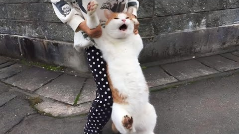 You Laugh, You Lose! 🤣 Funny Cat Videos 2025 😹 Part 49