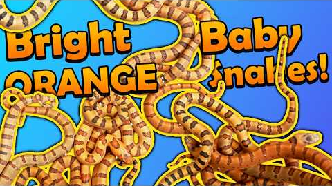 Neon Orange Kingsnakes Hatching!
