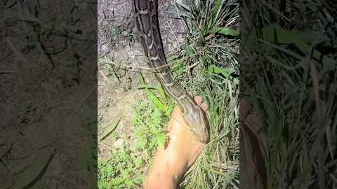 Looking for a 20 foot python! #reptiles#snake#wildlife#animals#python#florida#alligator#shorts#cute