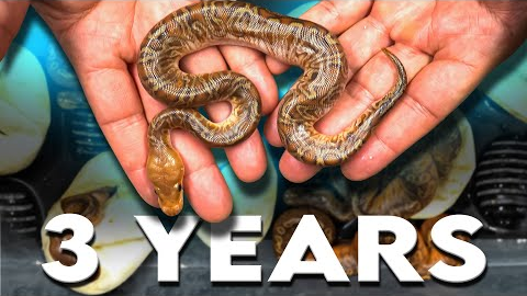 It Took Us 3 Years to make this Snake !