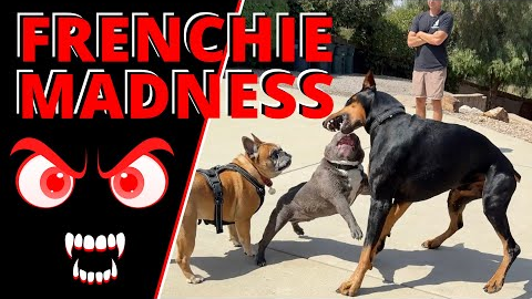 French Bulldogs are Crazy. Watch as he Makes Friends, gets Corrected & the Owners Learn the Process