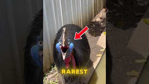 5 Most Dangerous and Exotic Pets People Actually Own 😱 #shorts #animalfacts #pets